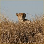 Cheetah