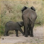 Elephants