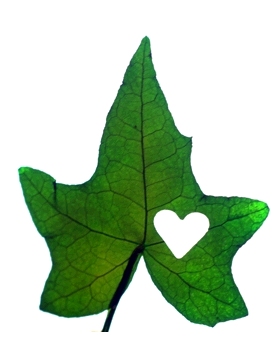 Ivy Leaf