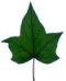 ivy leaf